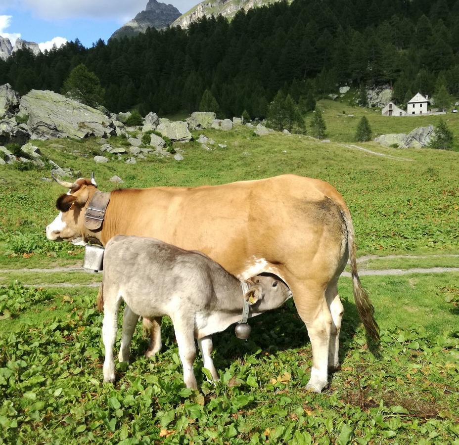 Voglia Di Veglia Hotel Varzo Bagian luar foto